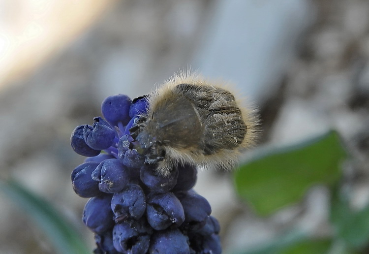 Tropinota hirta ?